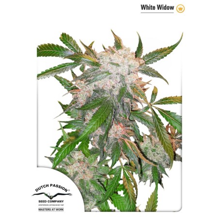 AutoWhite Widow