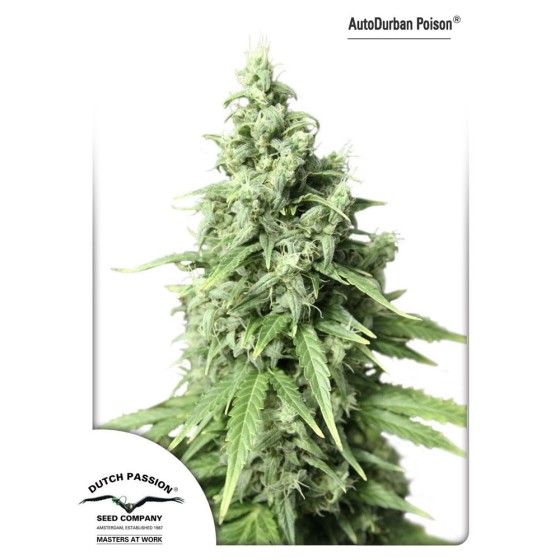 AutoDurban Poison