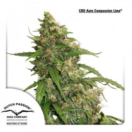 CBD Auto Compassion Lime