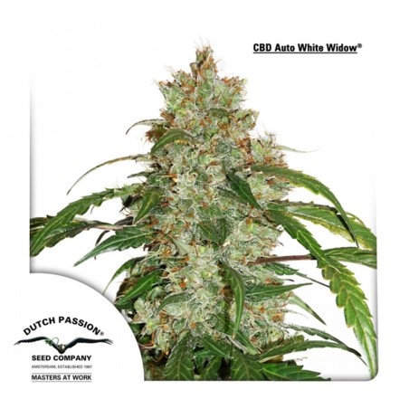 CBD Auto White Widow