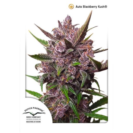 Auto Blackberry Kush