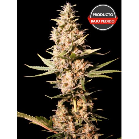 Missing in Barcelona 100