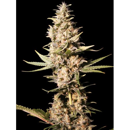 Missing in Barcelona 3+1