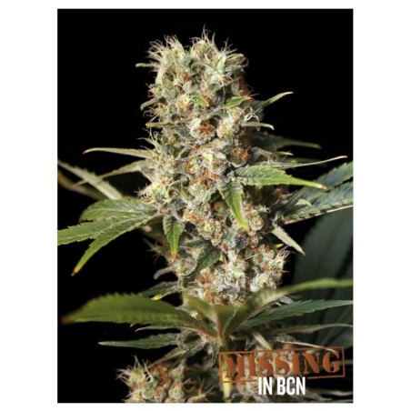 Missing in Barcelona 6+2