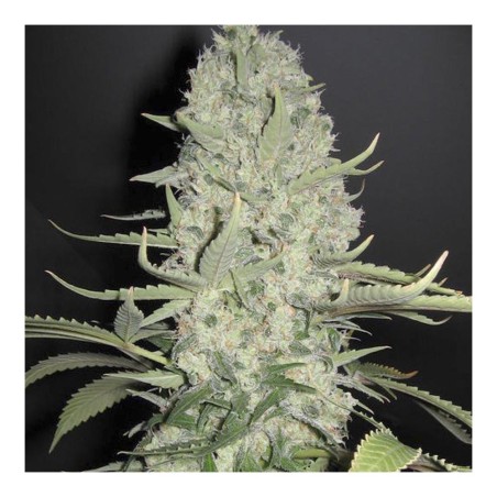 White Widow x Big Bud