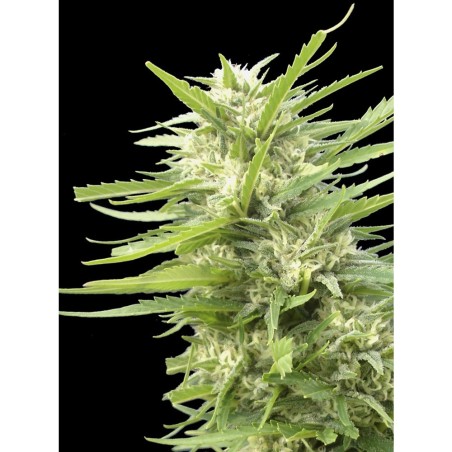 Kritikal Bilbo x AK-47