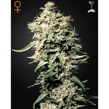 White Rhino