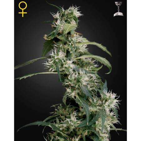 Arjan's Ultra Haze No-2