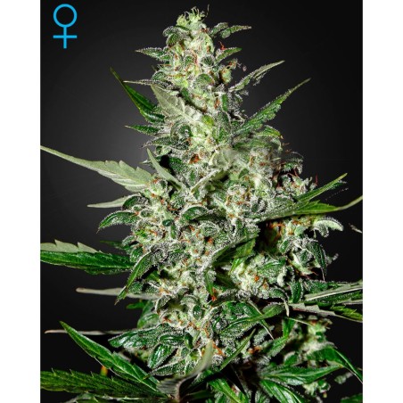 Super Critical (Autofloreciente)