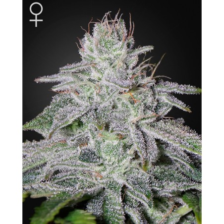 Franco´s Lemon Cheese