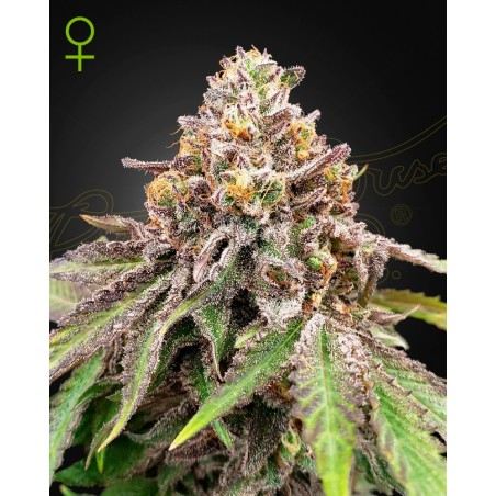 BlueHaze X GelatoNo-41 Auto