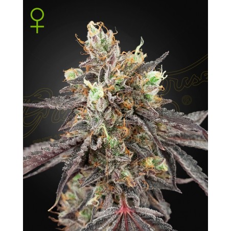 GelatoNo-41 X GelatoNo-41 Auto