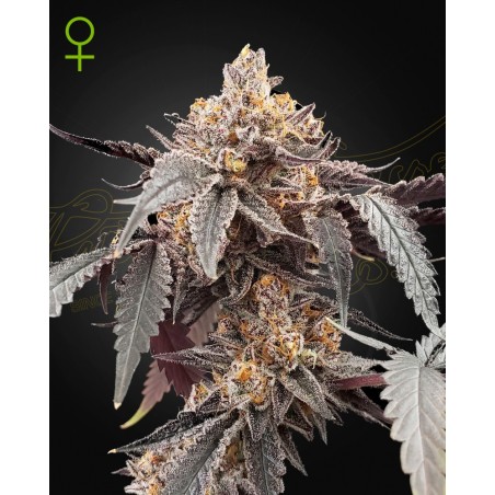 Guava X GelatoNo-41 Auto