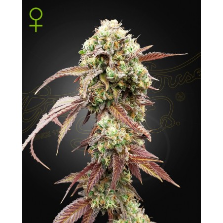 WestCoast OG X GelatoNo-41 Auto