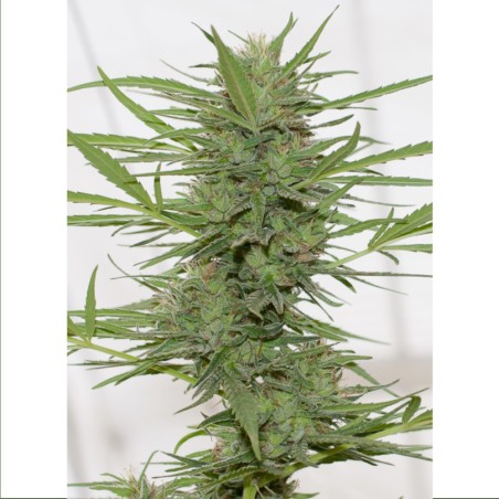 Dedoverde Haze Dr Greenthumb's Auto