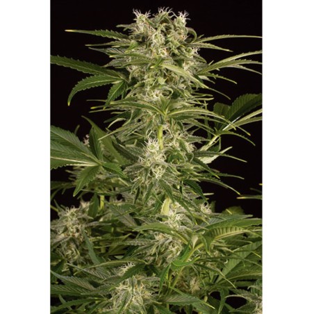 Lemon Juice Express Auto