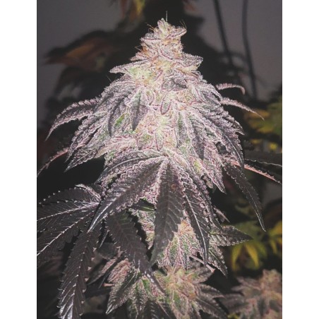 Cookies Sherbert Auto