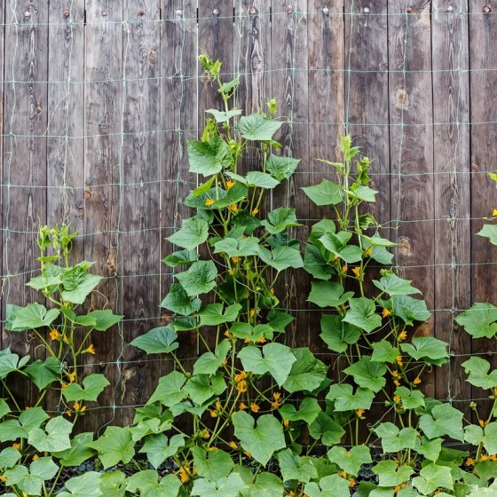 Malla Scrog 2x500 Verde