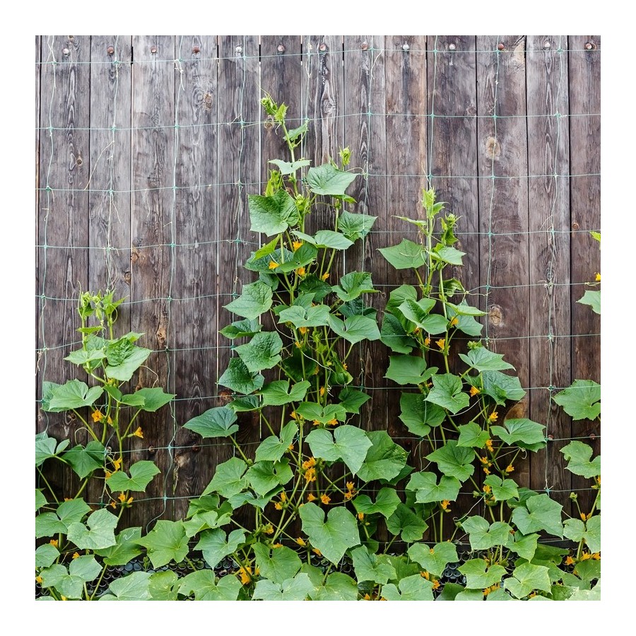 Malla Scrog 2x500 Verde