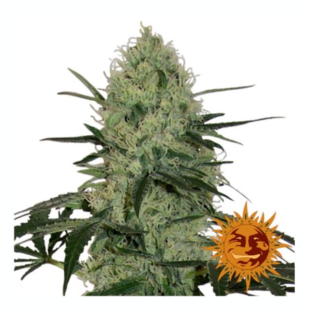 Tangerine Dream Auto