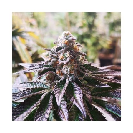 Cookies Purple Punch