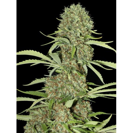 Jamaican Dream CBD 3+1