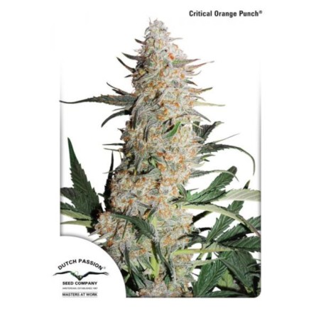 Critical Orange Punch