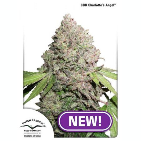 CBD Charlottes Angel