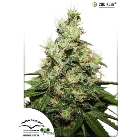 CBD Kush