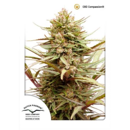 CBD Compassion
