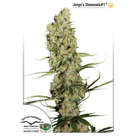 Jorge´s Diamond No-1