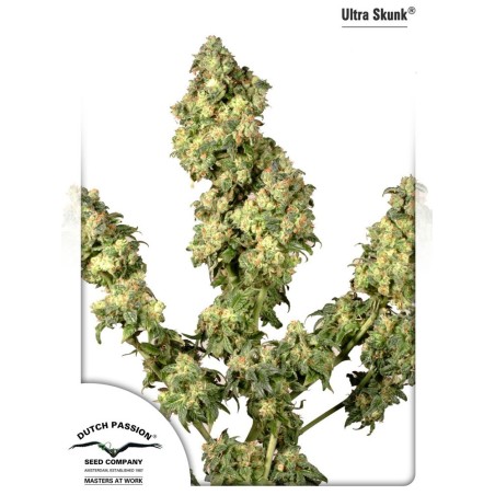 Ultra Skunk