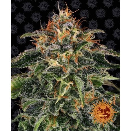 Moby Dick 3 Fem