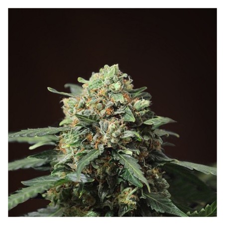 Big Devil Fast Version