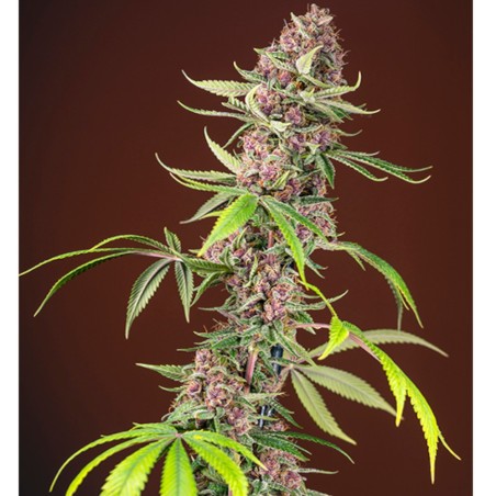 San Fernando Lemon Kush