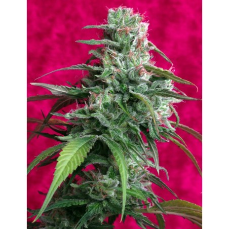 Juanita La Lagrimosa