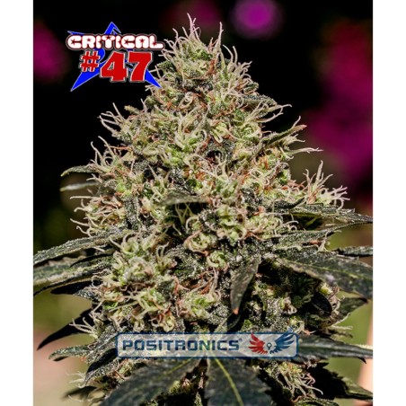 Critical 47
