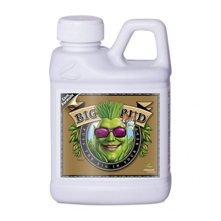 Big Bud Coco – Floración explosiva en cultivos con coco