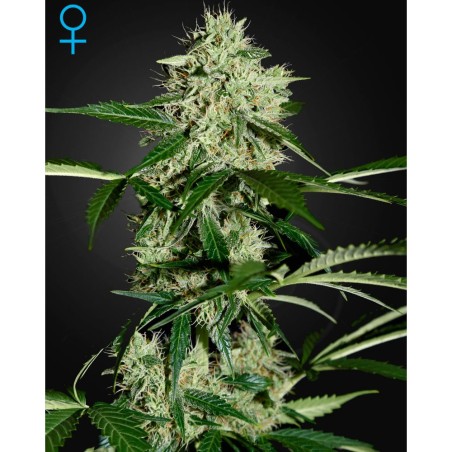 Northern Lights Auto