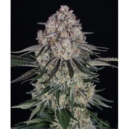 Sour Diesel Auto