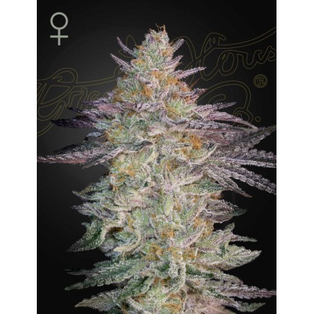 Super Lemon Haze X GMO