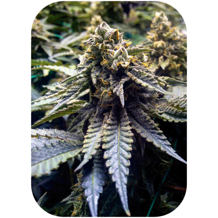 Chocolate Mint OG 2.0