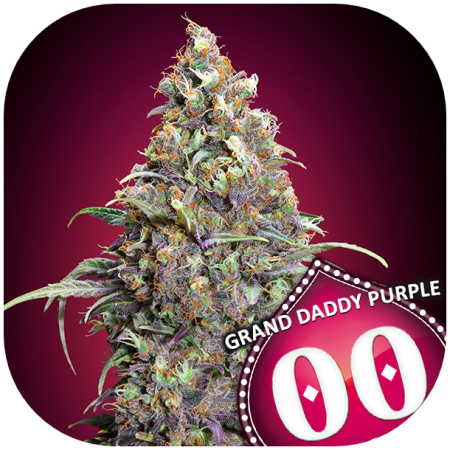 Gran Daddy Purple