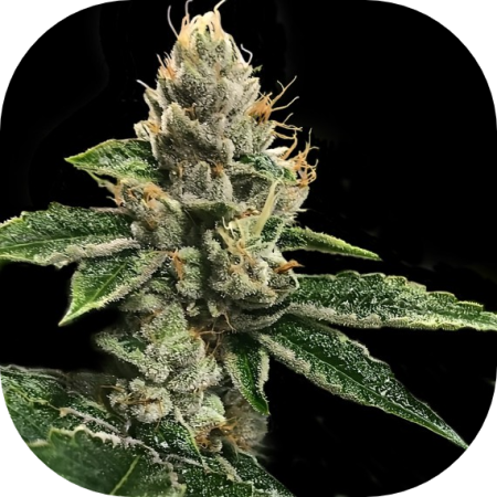 RP 43 AKA Richard Petty