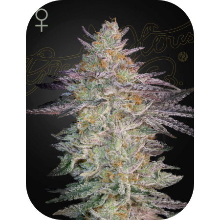 Super Lemon Haze X GMO