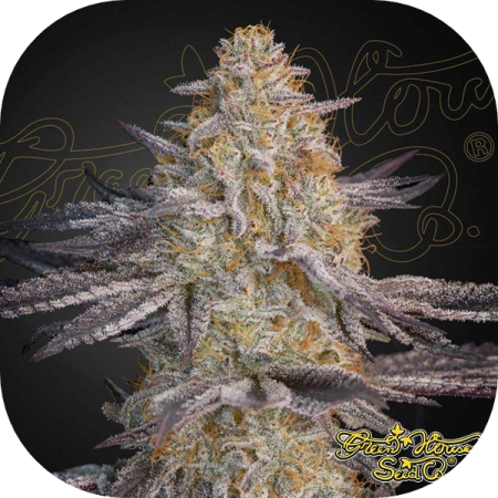 Super Lemon Haze X RS11