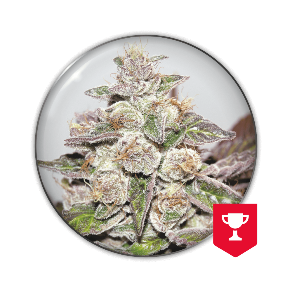 Mendocino Purple Kush