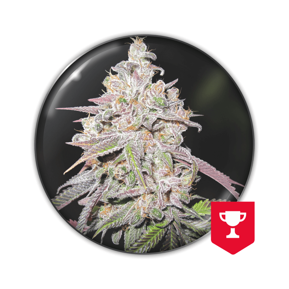 Mendocino Chanel Kush