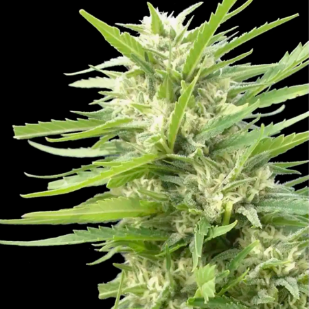 Kritikal Bilbo x AK-47