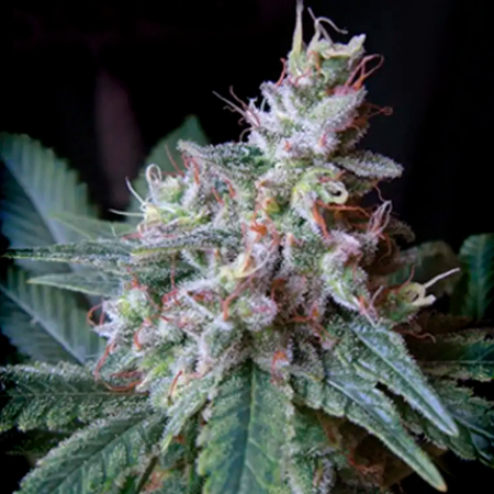 Cream Caramel Fast Version